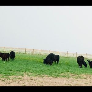 Meet your Posher, Holly